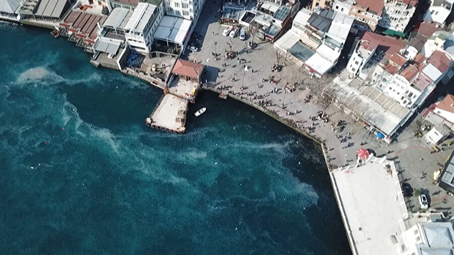 İstanbul Boğazı'nda denizanası istilası