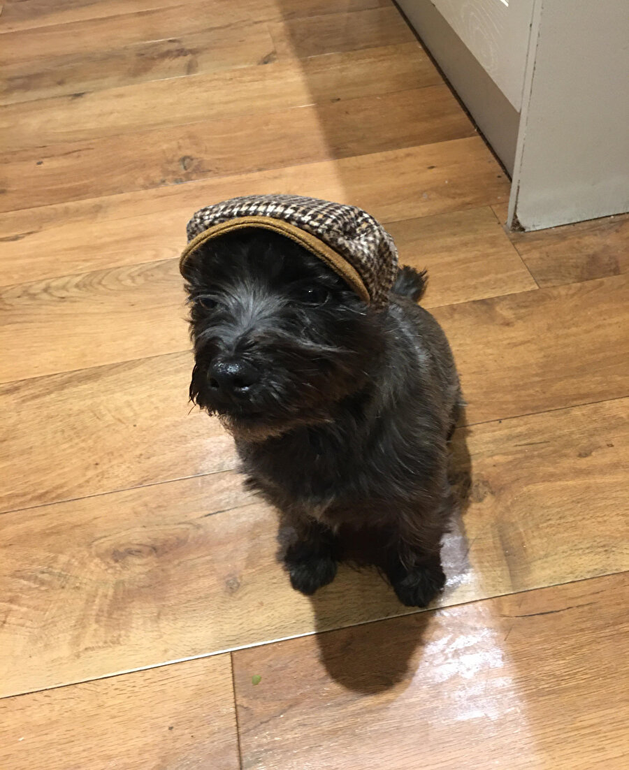 ​Cihangir beyfendisi