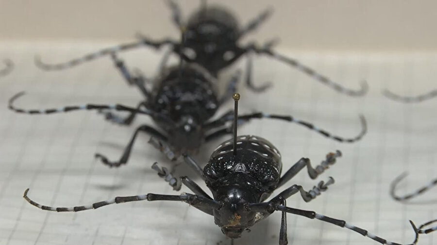 İstanbul'u teke böceği istila etti: İki ayda 180 ağaç kesildi