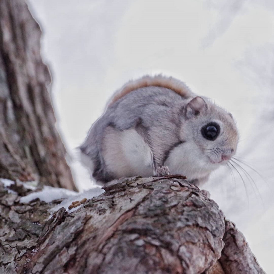 Keşke bundanımız olsa... 🐿️