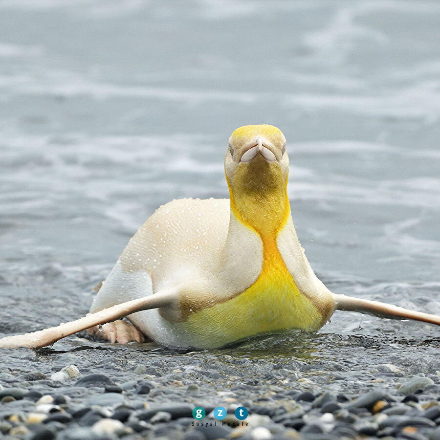 Güney Atlantik'te sarı penguen görüldü