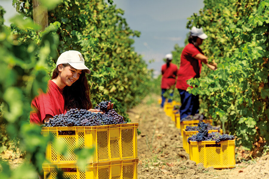 Tarımsal iş fikirlerini sizler için derledik.