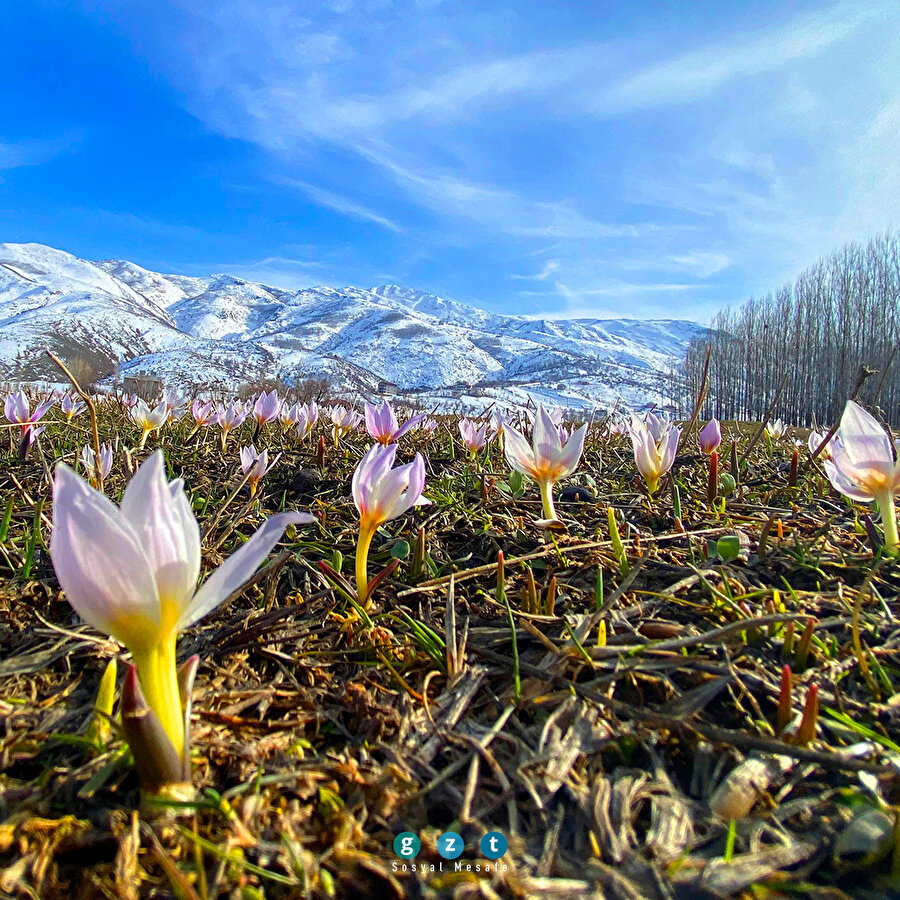Baharın müjdecisi: Muş Ovası'nda kardelen güzelliği