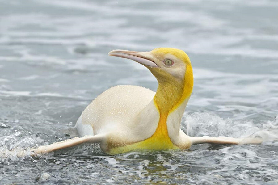 ​Güney Atlantik'te ilk kez sarı-beyaz bir penguen görüldü