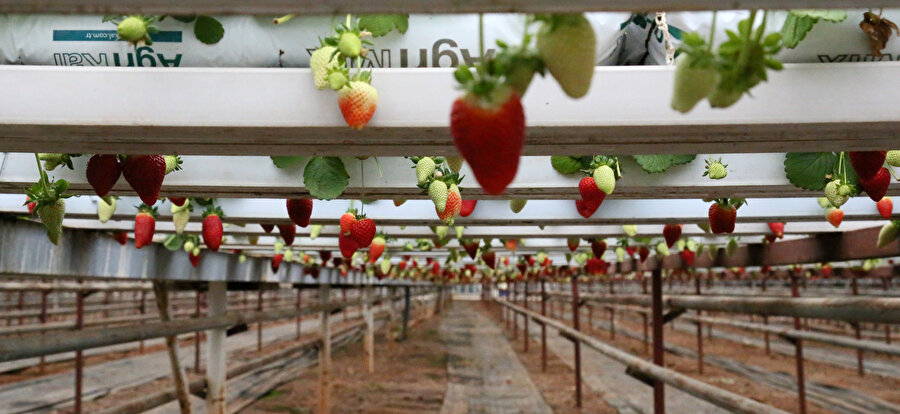 🍓 Bu çilekler birbirine değmeden havada yetişiyor