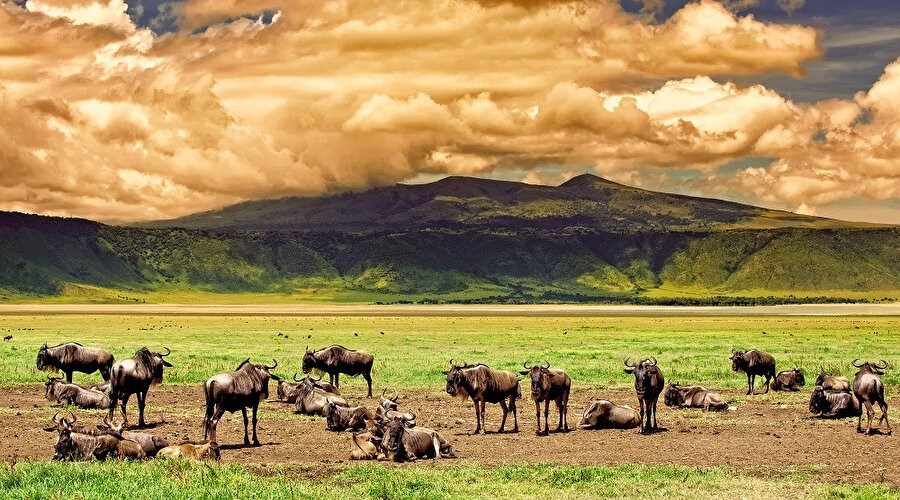 Ngorongoro Koruma Alanı'nı, Tanzanya devletinin bir kolu olan Ngorongoro Koruma Alanı Müdürlüğü idare etmektedir.