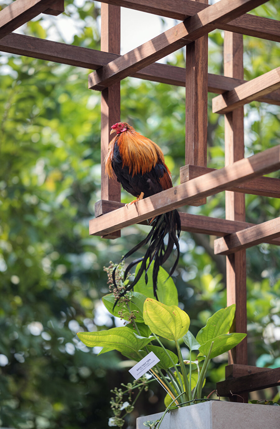 Yapının kafes kısmı tavuklara ayrılıyor.
