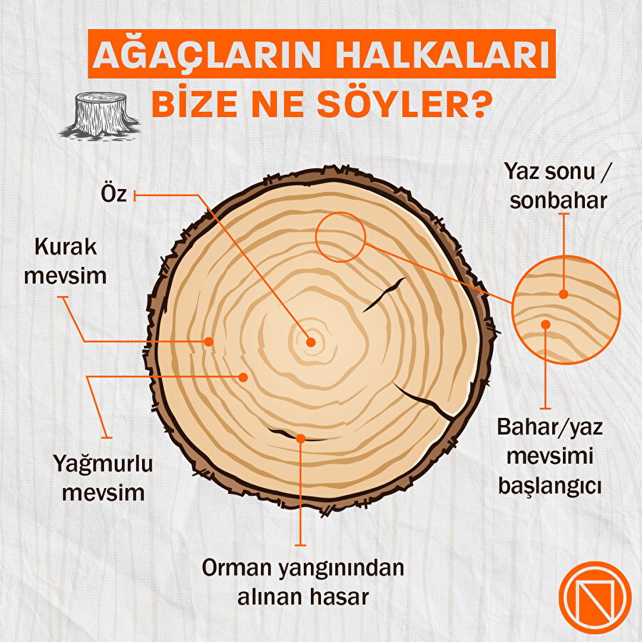 Ağaçların halkaları bize ne söyler?