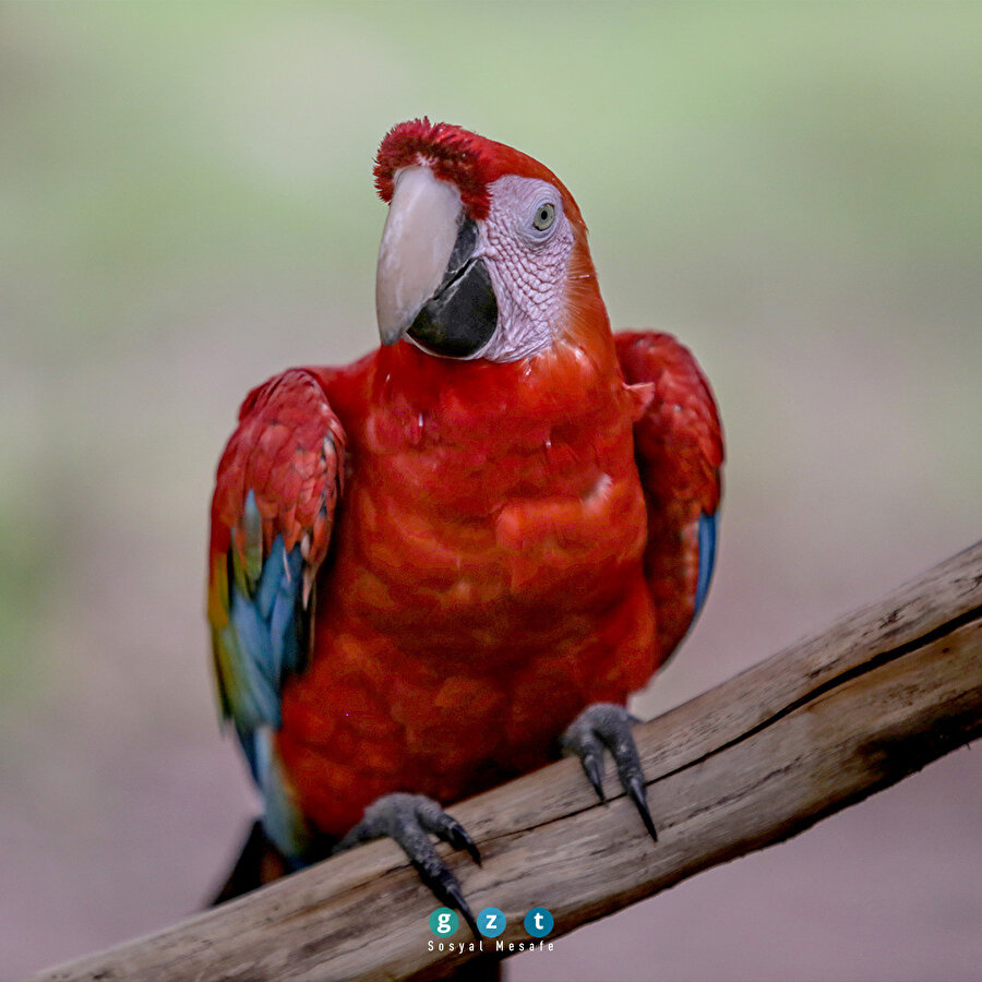 Kolombiya Amazonları'ndaki biyoçeşitlilik