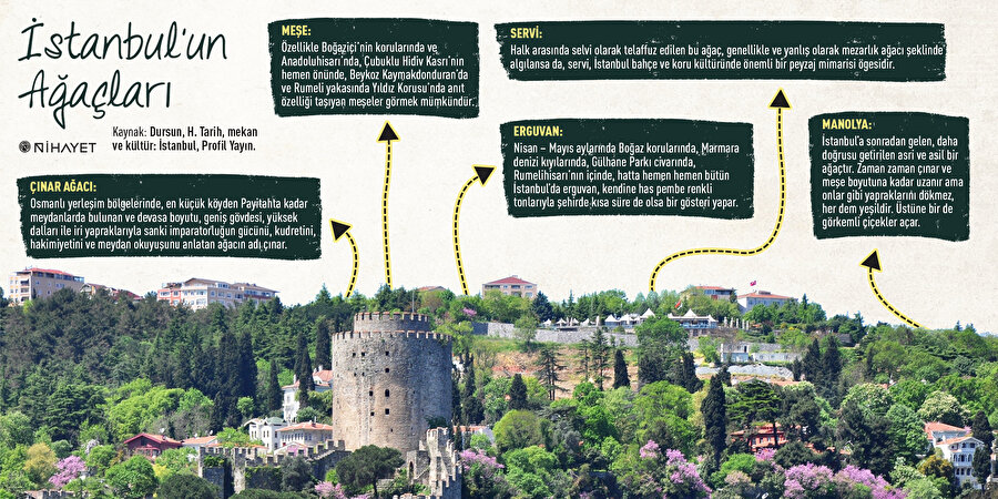 İstanbul'un ağaçları