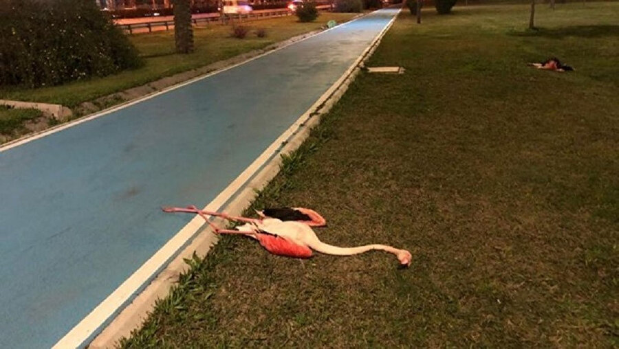 9 ölü flamingo bulundu