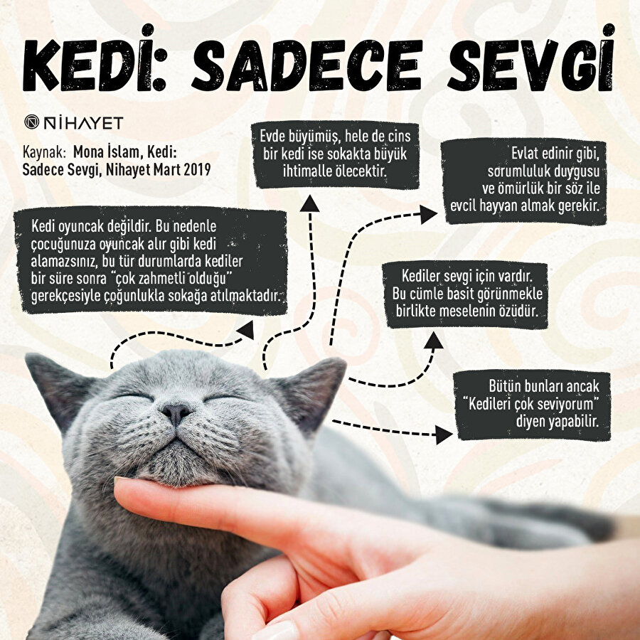 kedi sadece sevgi