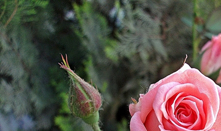 Ömür sermayesini nefsin arzularına harcamakla israf etme, telef etme.