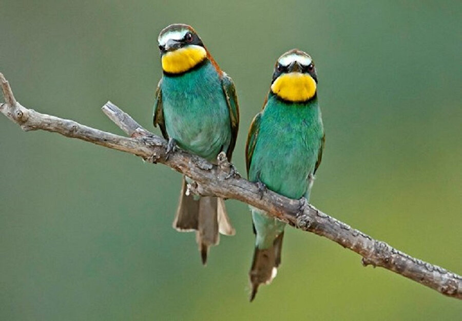 İnsanoğlu o kadar çok korkuyor ki “mış gibi” yapıyor!