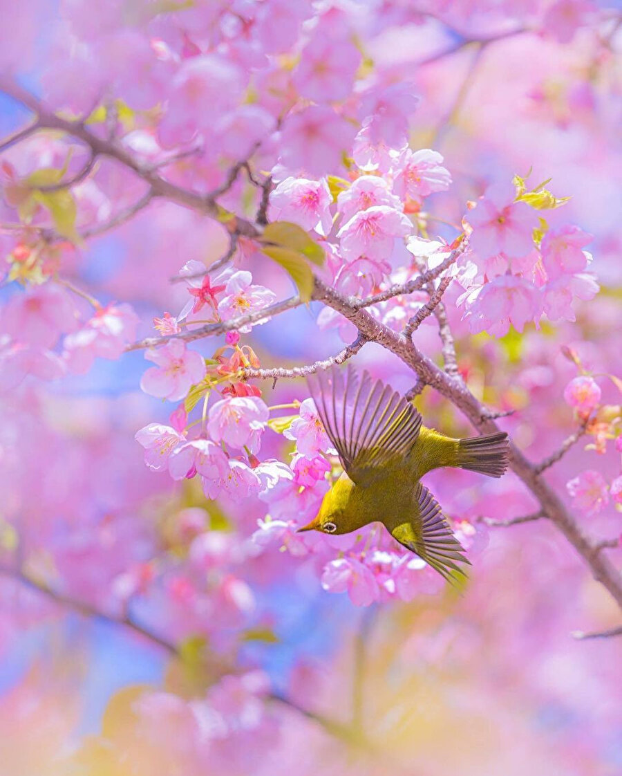 Yeniden doğuşun simgesi: Sakura 😌🌸