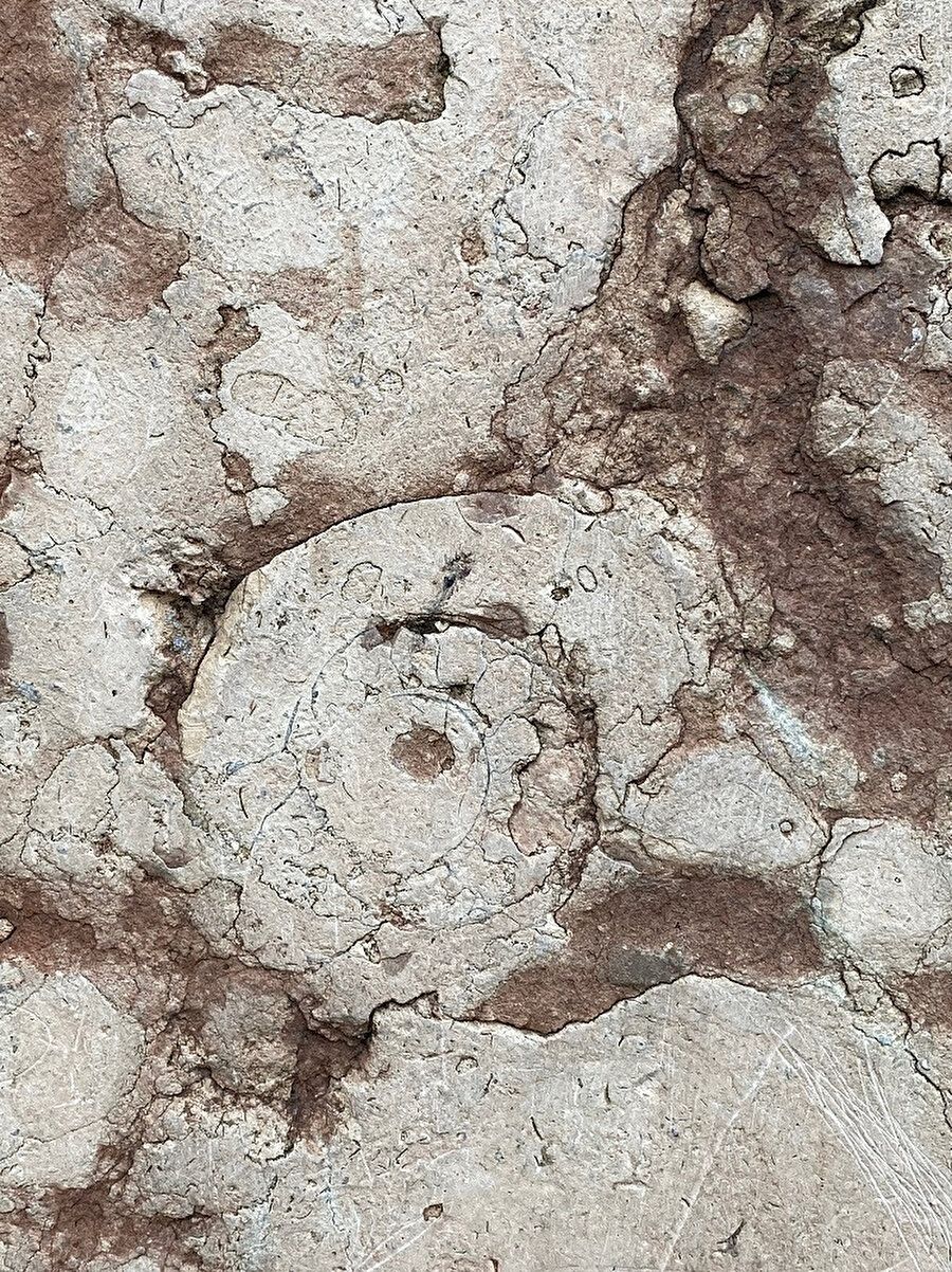 Ammonit Fosil.