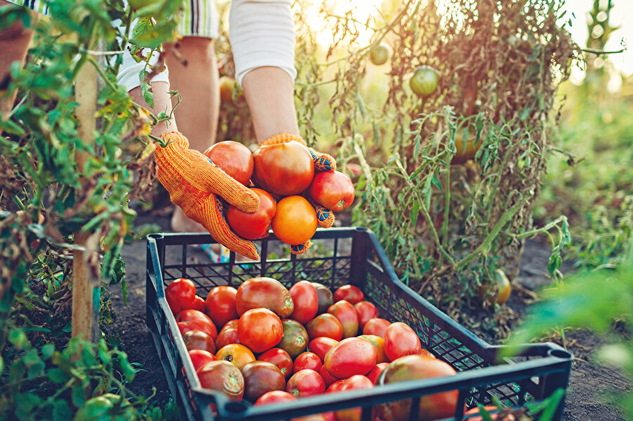 Tarımın şimdi ve gelecekte karşılaşacağı sorunları, arkasında yeterli ve ihtiyatlı desteği hissedebilen heveskâr ve kalifiyeli küçük çiftçilerle aşmak bir hayal değil, gerçekleştirilmesi gereken bir hedeftir. O hedefe ulaşmak için işe, birilerinin ısrarla “zayıflık” diye değerlendirdiği arazilerimizin “küçük” olmasının tabii ve sağlıklı ürünler yetiştirmek için bir dezavantaj değil aksine gelişmiş birçok ülkede artık geri getirilmesi zor bir avantaj olduğunu anlamakla başlanabilir.  