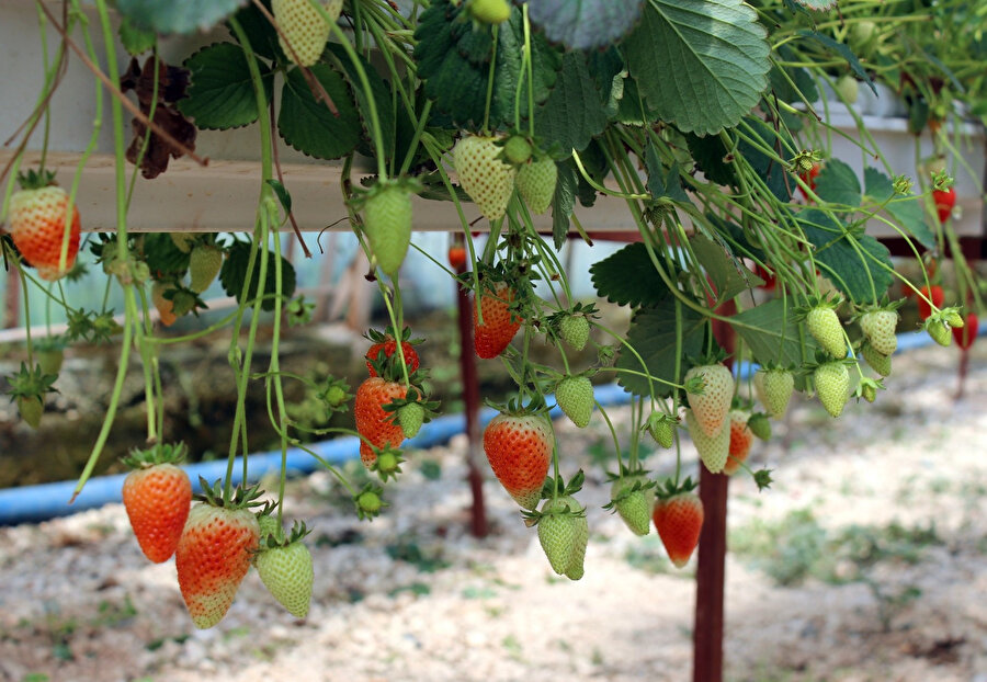 Topraksız üretti, şimdi paraya para demiyor