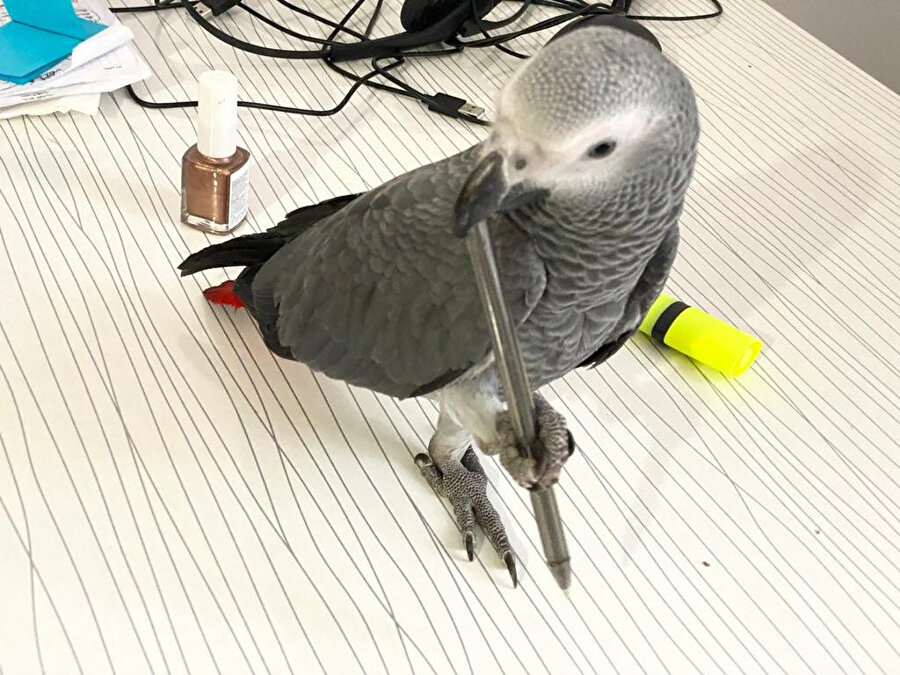 Pendik’te kaybolan papağan