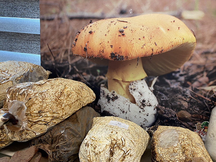 Zehri ölüm saçıyor: Köy göçüren mantarı