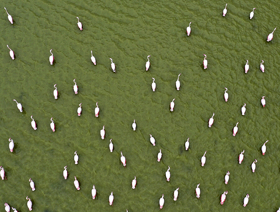 Ankara'nın renkli misafirleri: Flamingolar
