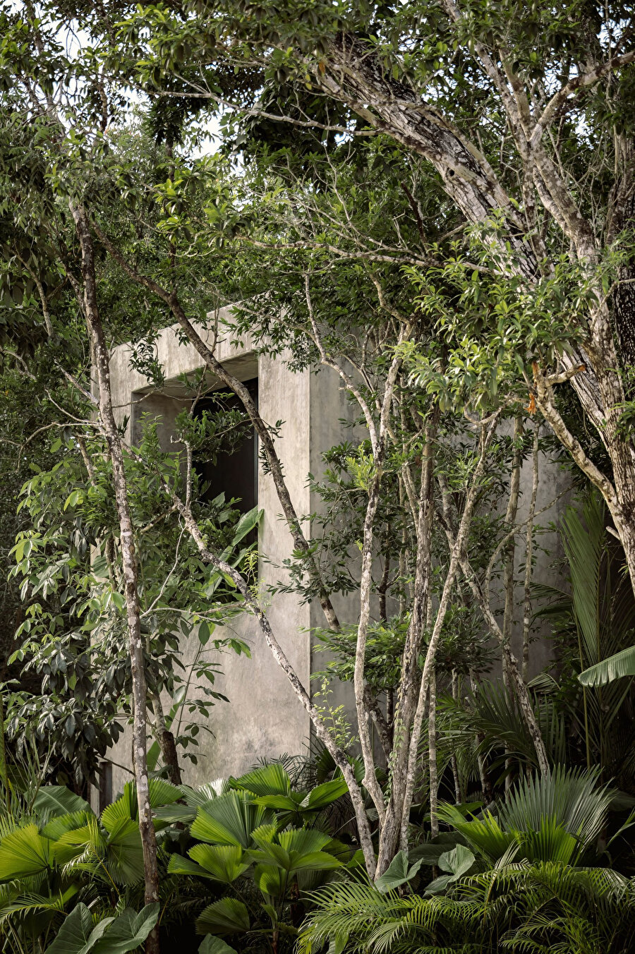 Casa Aviv Evi, Yucatán Yarımadası'nın Karayip kıyı şeridi boyunca uzanan yemyeşil bir bölgede yer alıyor.