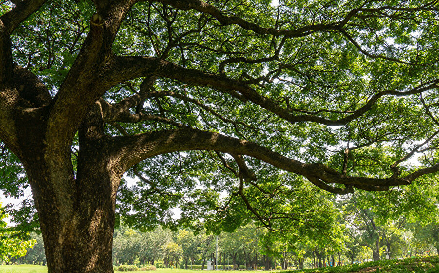 Ülkemizde yaklaşık olarak 12 bin bitki türü bulunmaktadır. Bunların 3 bin tanesi ülkemizde doğal olarak yetişen türlerdir.
