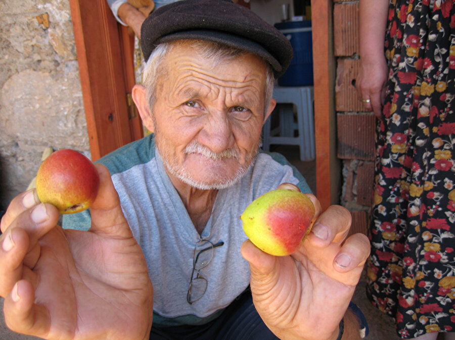 Bodrum kızıl armutu