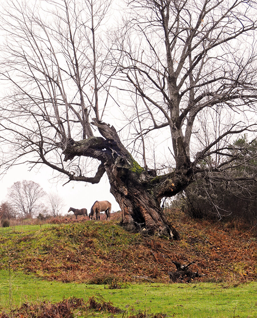 Şile kestane ağacı