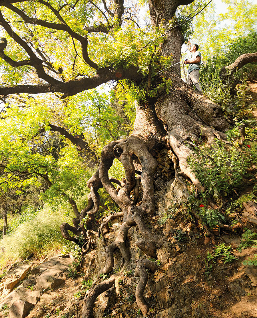 Salacak sakız ağacı