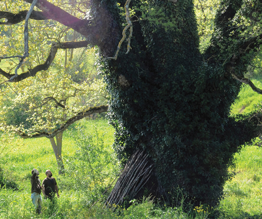 Çengilli Köyü meşe ağacı
