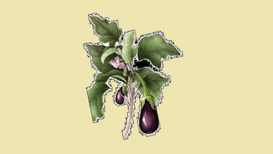 Patlıcanın, ait olduğu yerde hakkıyla yaşarken, dünya döndükçe başımızı döndürmeye devam edeceğine şüphe yok.