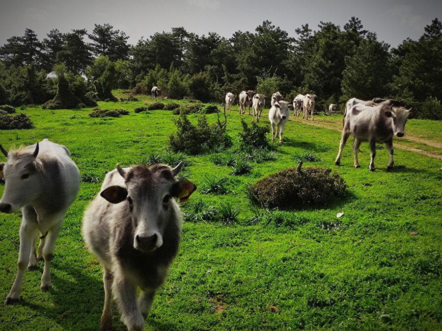 Doğal beslenmeleri için doğaya salıp kurban öncesi yakalıyorlar