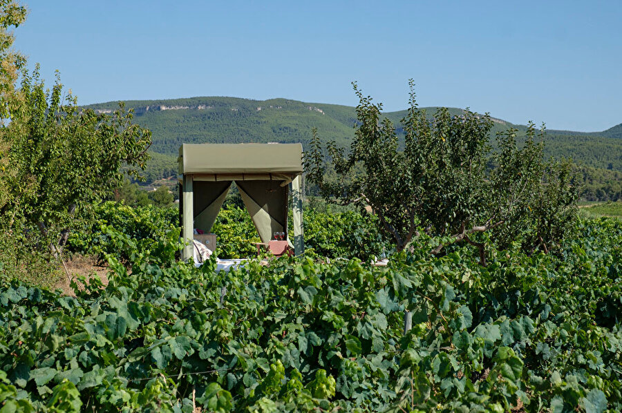 Karavan, Katalonya şarapları için önemli bir yere sahip olan Penedès bölgesindeki üzüm bağında konumlanıyor.