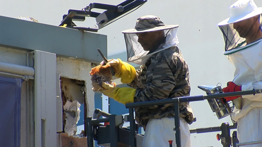 Bal arıları okulda yuva yaptı:  Duvardan 50 kilo bal çıktı