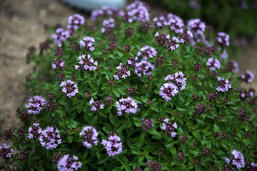 COVID-19'a karşı etkili: Üretimi için deneme bahçeleri kuruldu