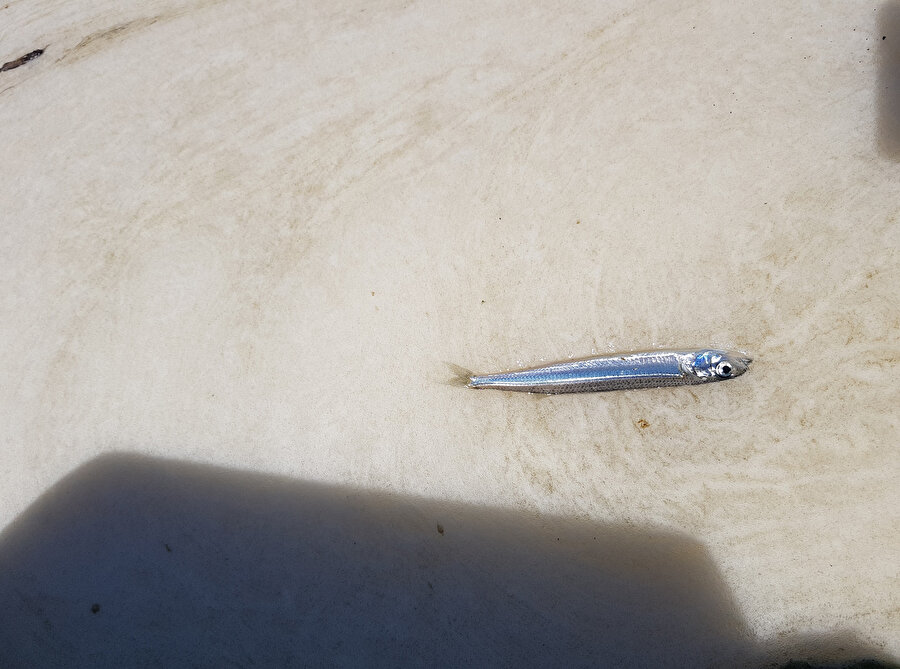 Marmara Denizi'ni kapladı: Deniz salyası balık ölümlerine yol açtı