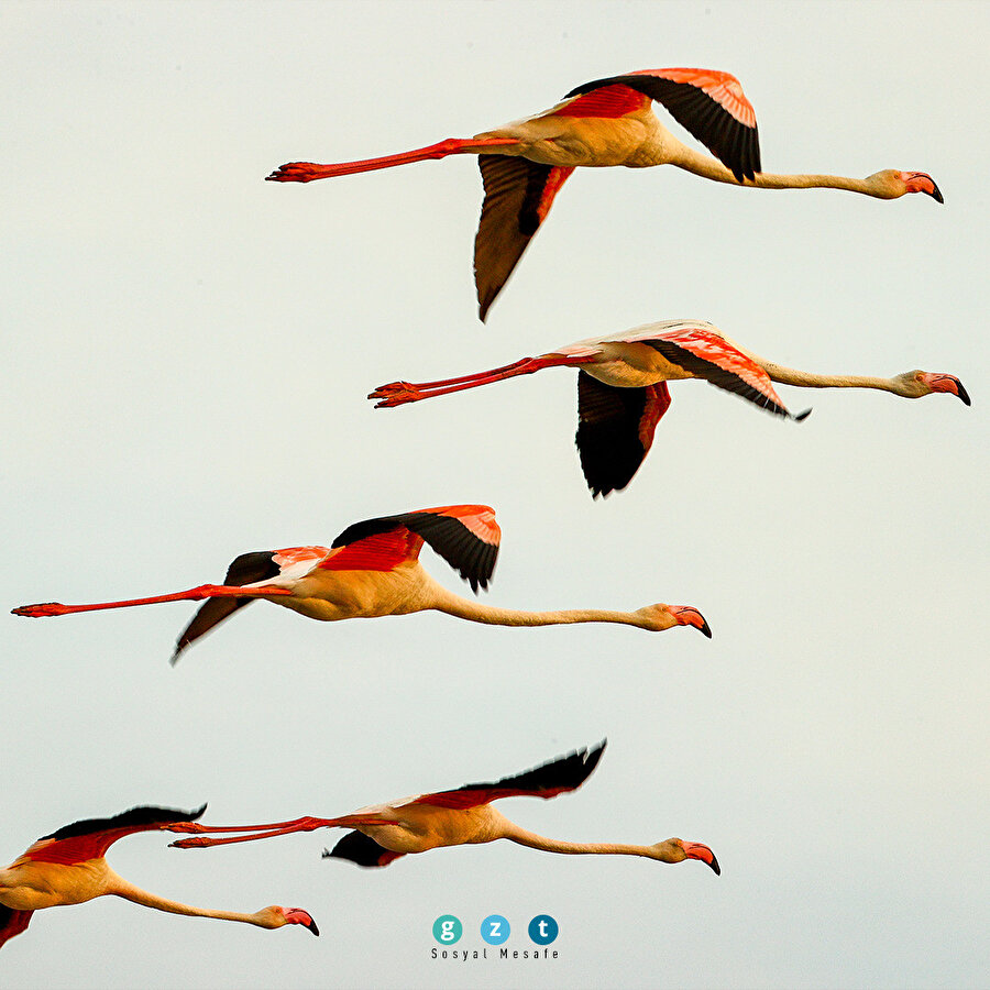 İzmir Kuş Cenneti gün batımında flamingolarla ayrı güzelliğe bürünüyor