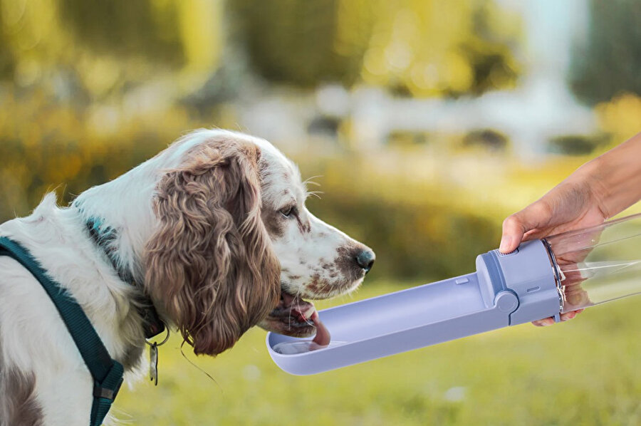 Oluk tasarımı, köpeklerin dil anatomisine ve kıvraklığına uygun şekilde tasarlanıyor.