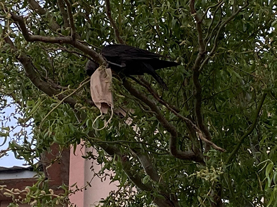 Boynuna maske dolanan karga