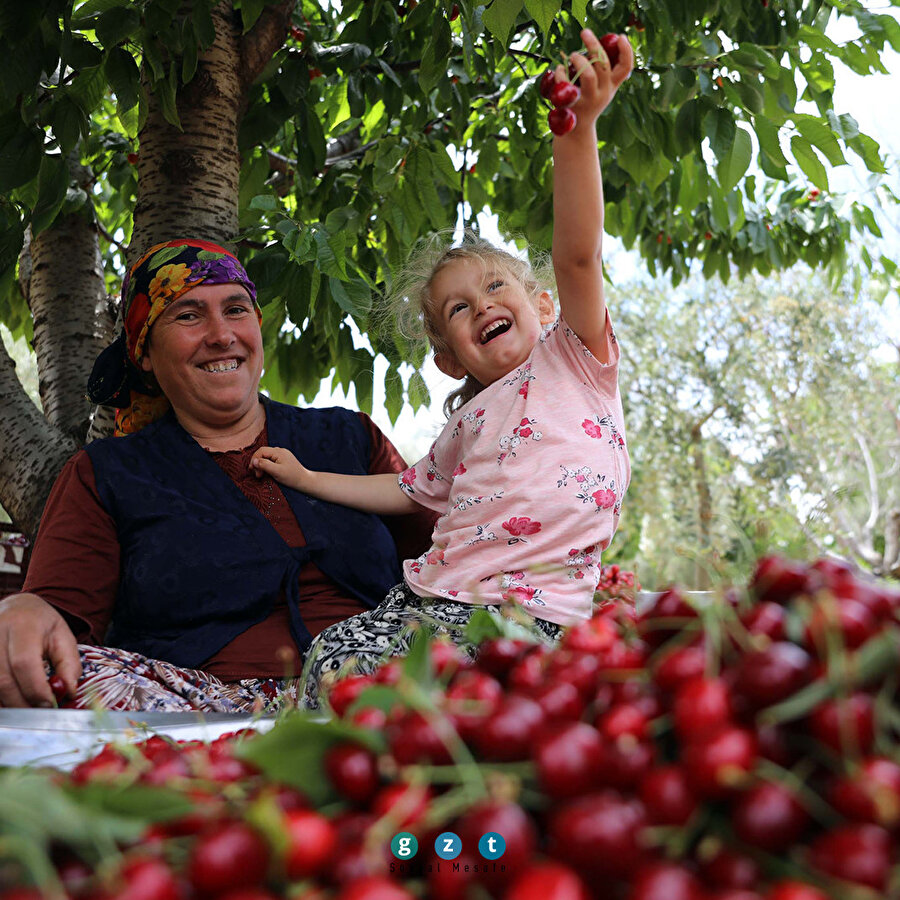 Gaziantep'te kiraz hasadı