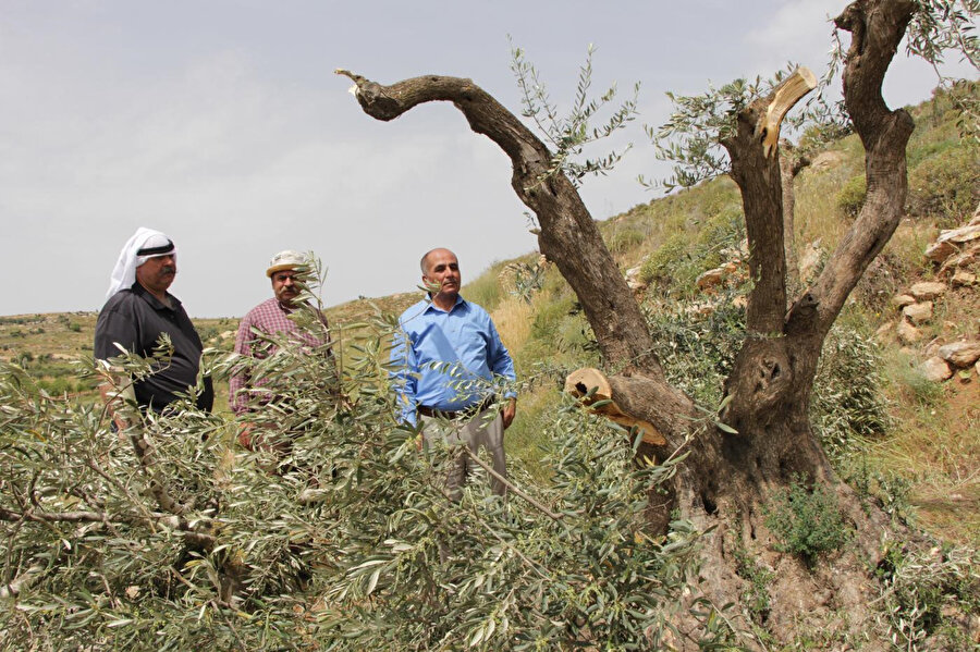 Batı Şeria'da 2019 yılında İsrail tarafından gerçekleştirilen zeytin ağacı kıyımına ait bir fotoğraf. 