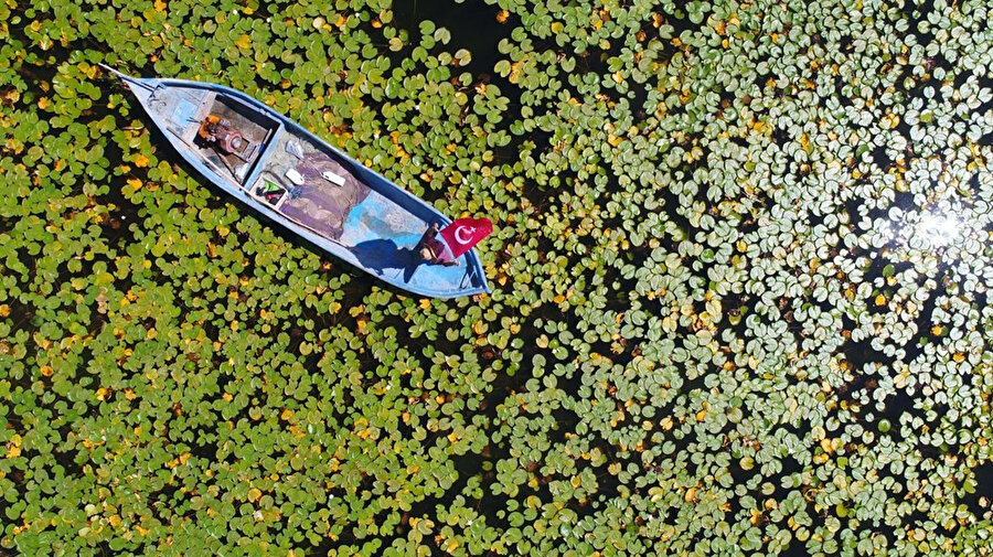 Görenler hayran kalıyor: Nilüferleri koparmanın cezası 73 bin TL
