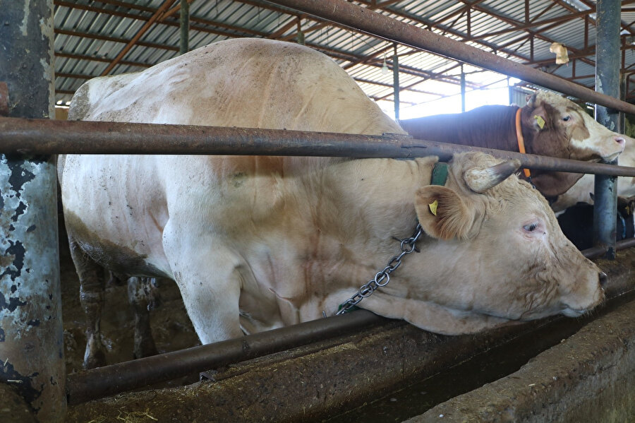 Bir yıldır özenle besleniyorlar: Tonluk kurbanlıklar otomobil fiyatına satılıyor
