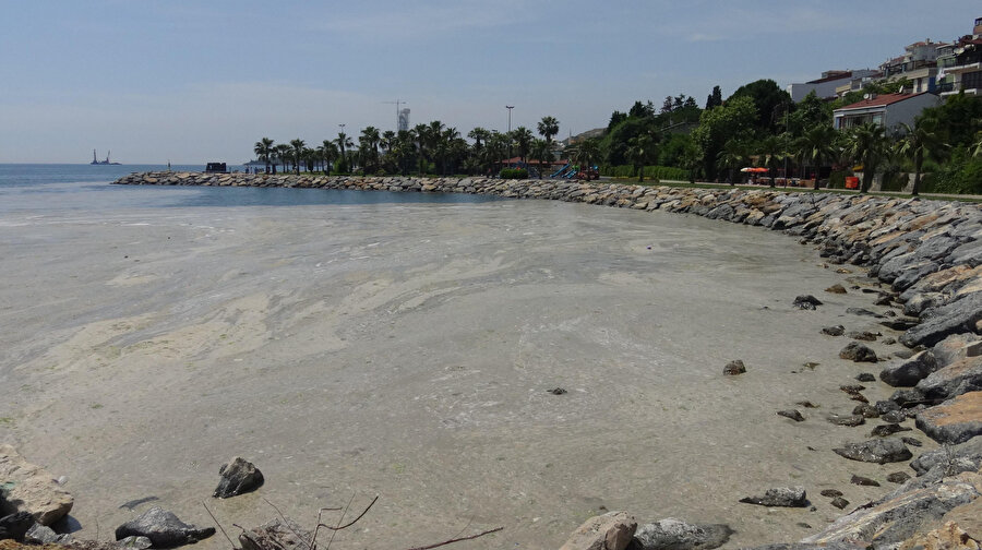 Müsilajla kaplandı: Darıca’da denize girmek yasaklandı