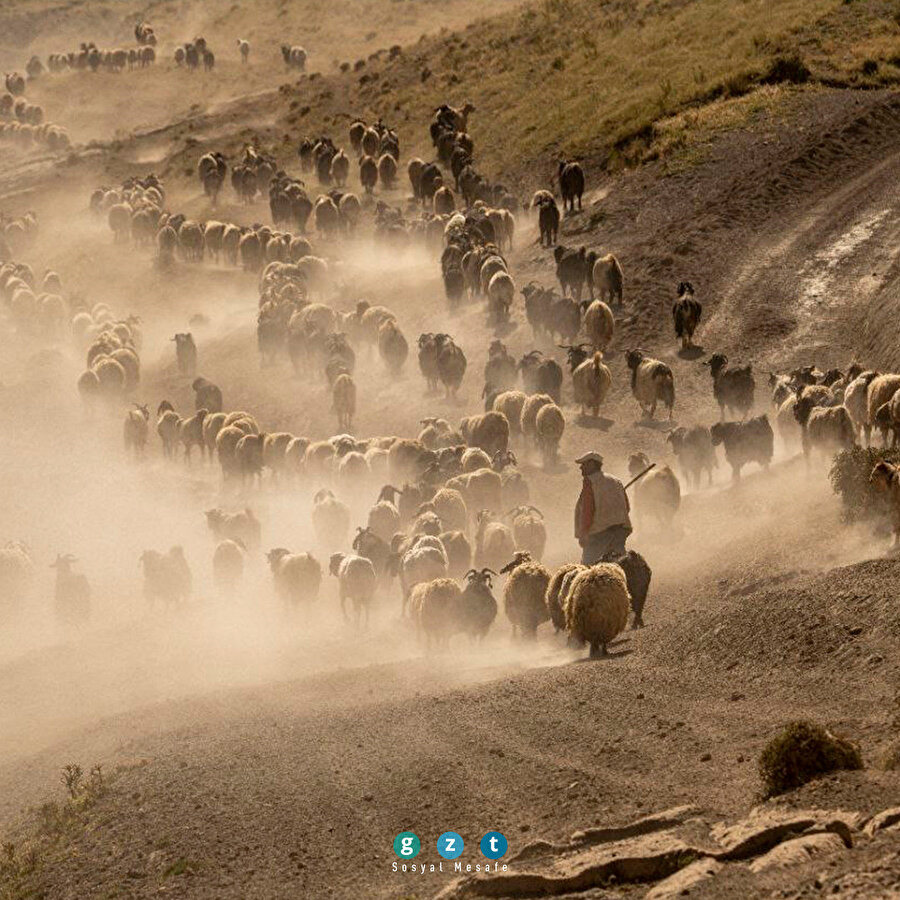 Sürülerin kavurucu sıcakta tozlu yolculuğu