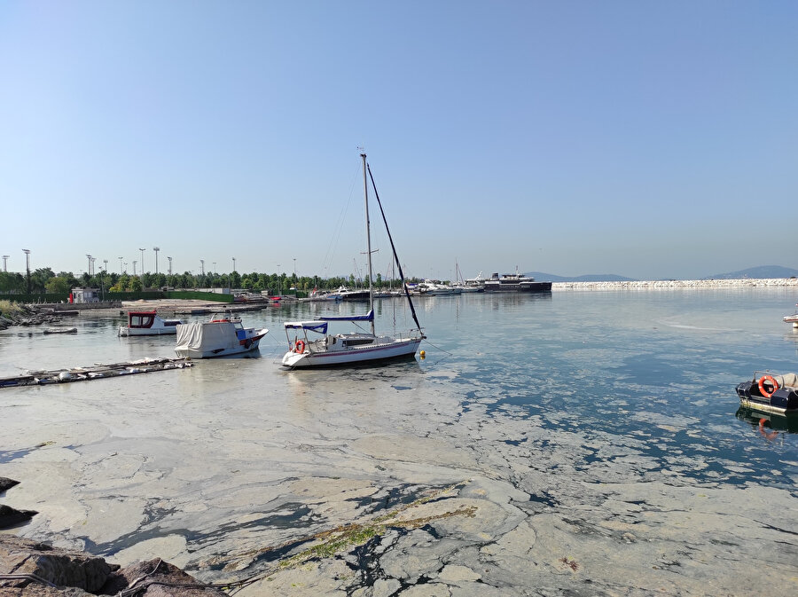 İstanbul'un bazı sahillerinde müsilaj yoğunluğu azaldı