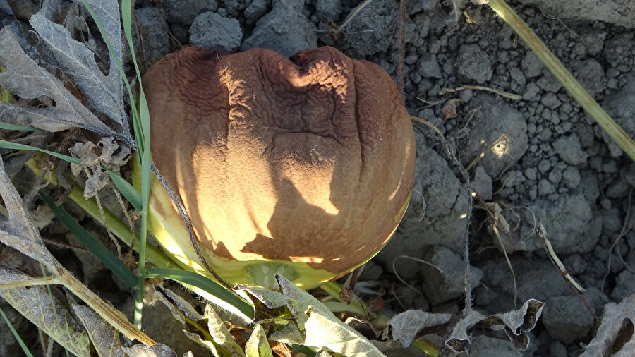 Gölgede 40 derece olan sıcaklık 350 ton karpuzu yaktı