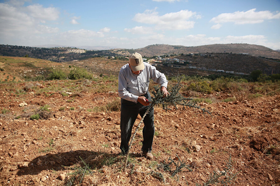 Yahudi yerleşimci, Filistinli çiftçilere ait tarlalara zarar veriyor.