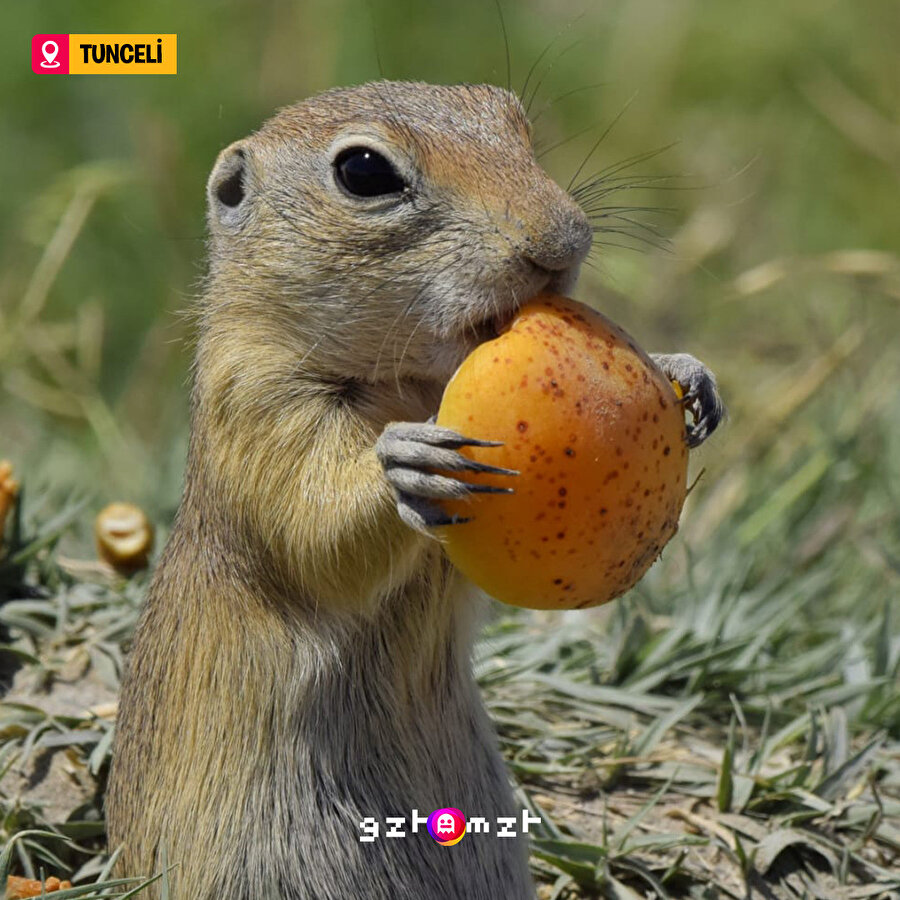 Anadolu sincabının doğaya bırakılan kayısıyı yeme anı böyle görüntülendi 😍